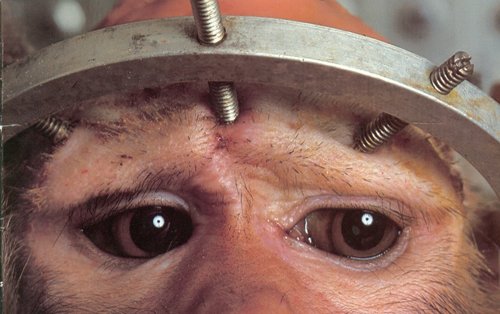 These eyes tell the story - This kind of barbaric abuse is happening every day in universities, primate labs, science laboratories and private industries worldwide.